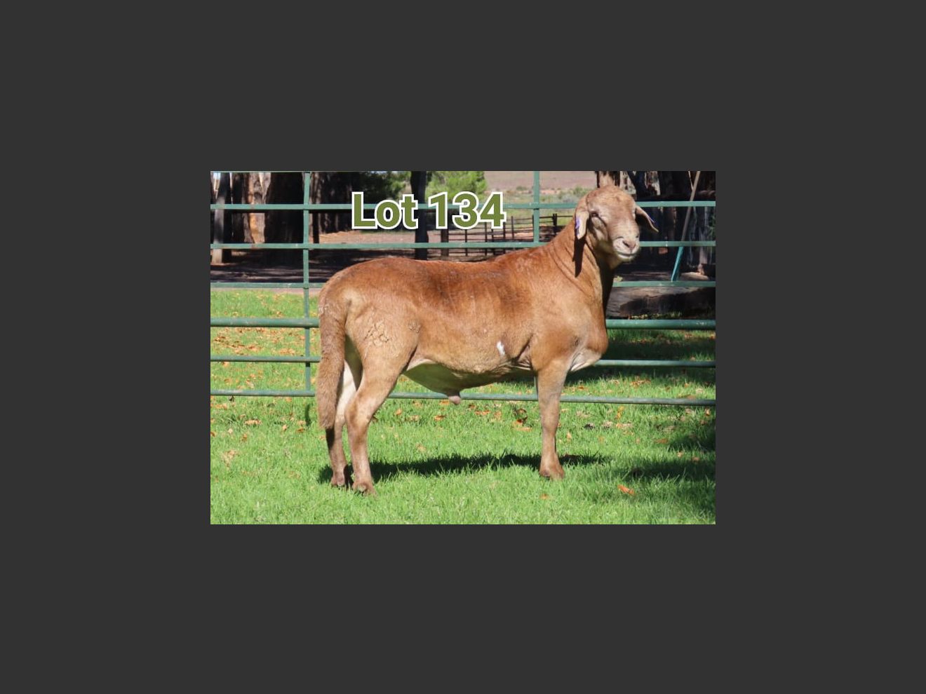 Lot 134 | SENTRAAL KAROO MEATMASTER PRODUKSIEVEILING | SwiftVEE ...