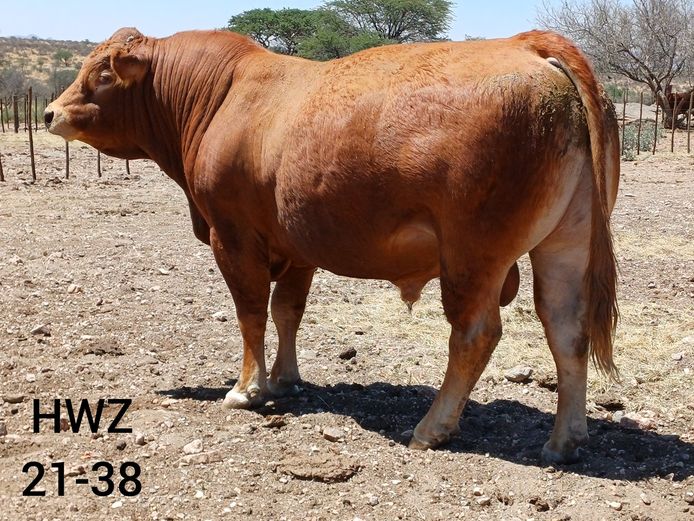 21-0038HWZ | OMBENDE LIMOUSINS