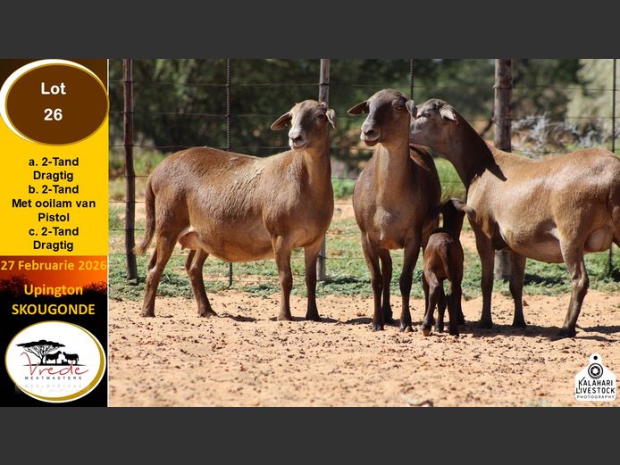 PS 26C | Peter & Christia Scholtz - Vrede Meatmasters