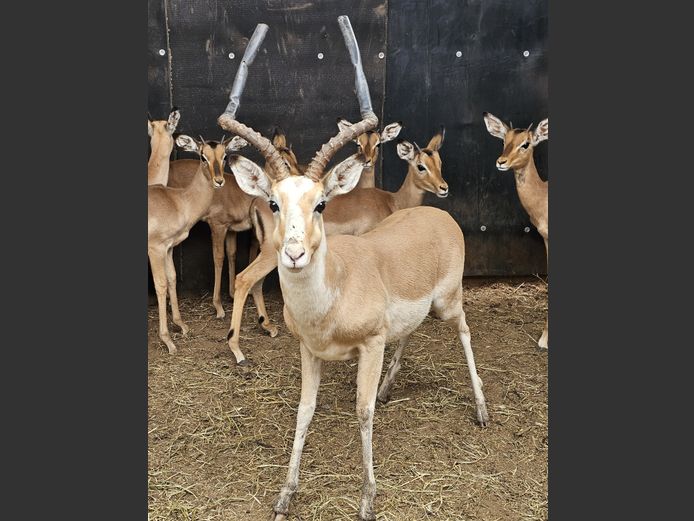 WHITE FLANKED IMPALA | VALLEY VIEW