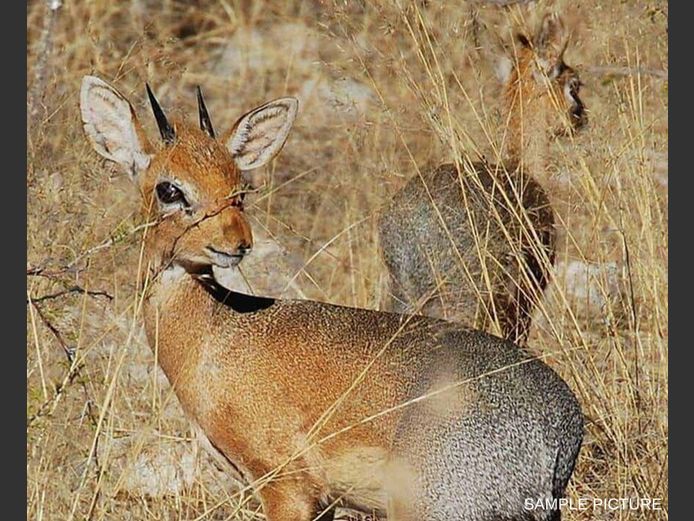 DAMARA DIK-DIK | GOLDEN GAME WILDLIFE