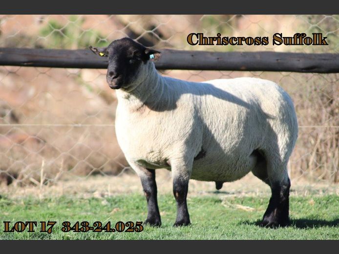 343 240025 | CHRISCROSS SUFFOLKS