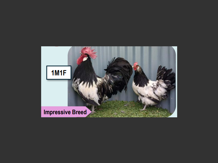 LAKENVELDER | ANNUAL MYTILUS AND ELOFF