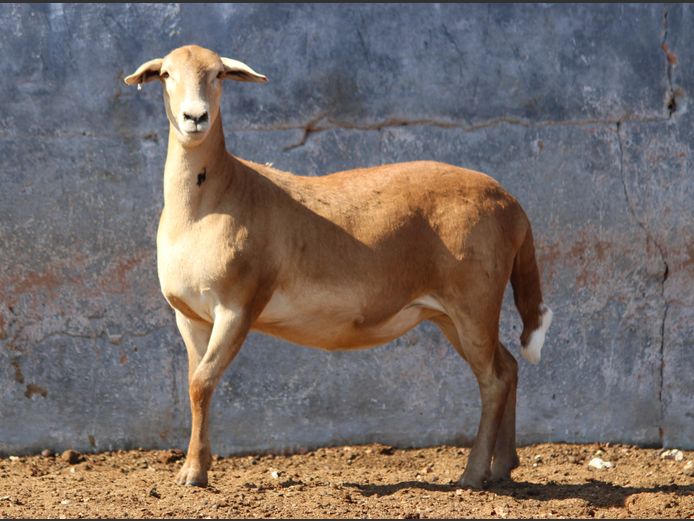 CRL 25.640 | Riaan Liebernberg - Hanri Meatmasters