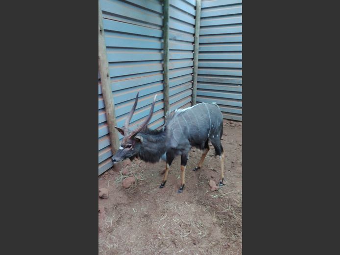 NYALA (no vat) | BUFFELSPOORT