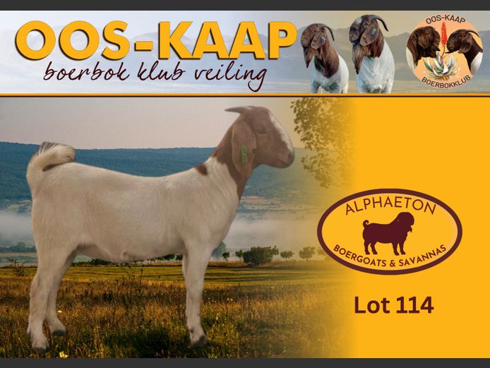 24-331 | Alphaeton Boergoats and Savannas
