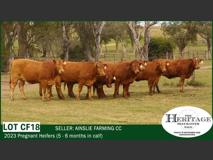 Commercial Animals | Ainslie Farming CC