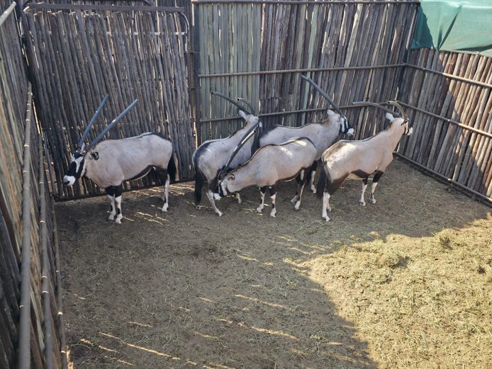GEMSBOK | HANLEY 1