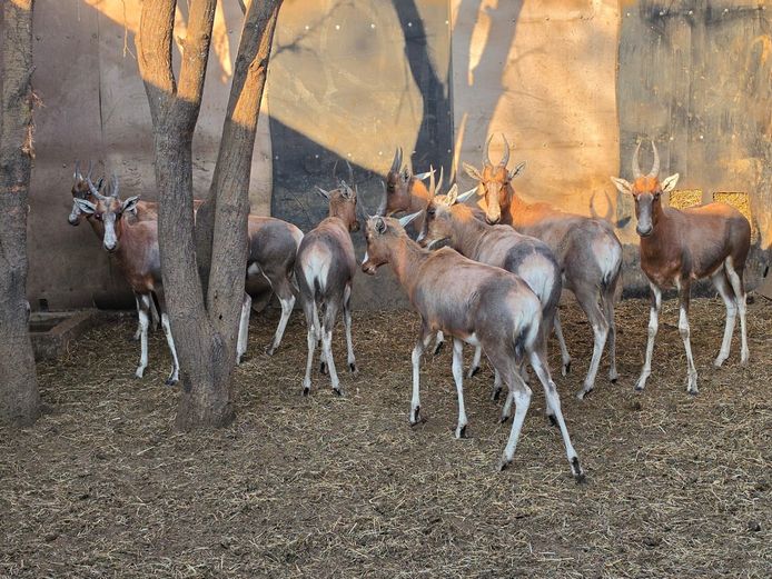 BLESBOK | HUGOMOND BOERDERY