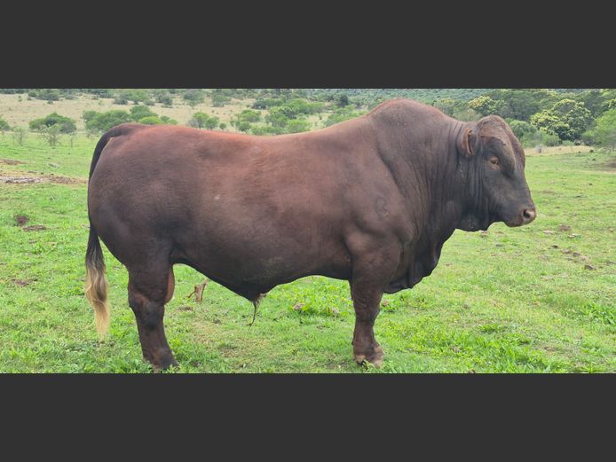 EKO230023 HH(c) | ZIKALI FARMING