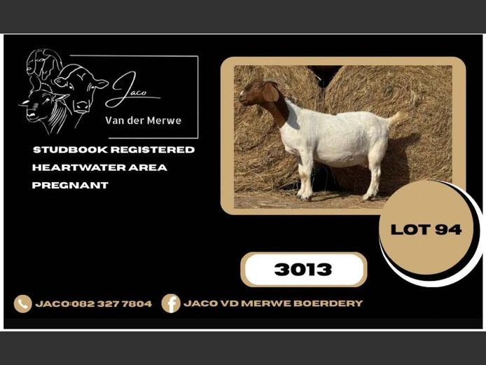 230013 | JACO VAN DER MERWE