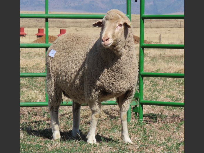 44 | Rooipoort Poenskop Merinos                
