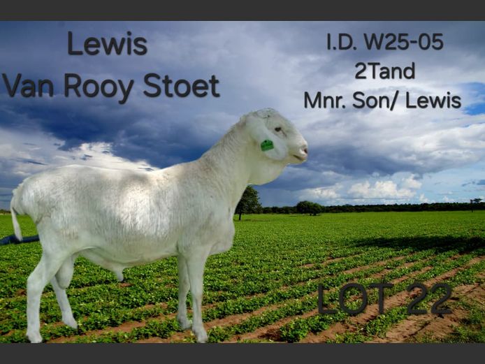 W25-05 | LEWIS VAN ROOY STUD