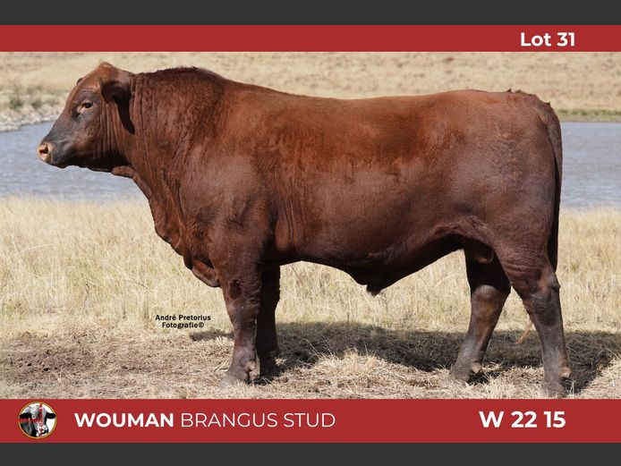 W2215 | WOUMAN BRANGUS