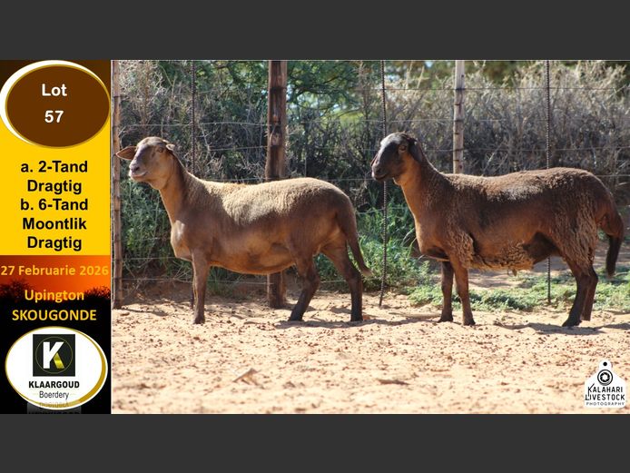 CP 57B | Chris Potgieter & Christia Scholtz - Klaargoud Boerdery