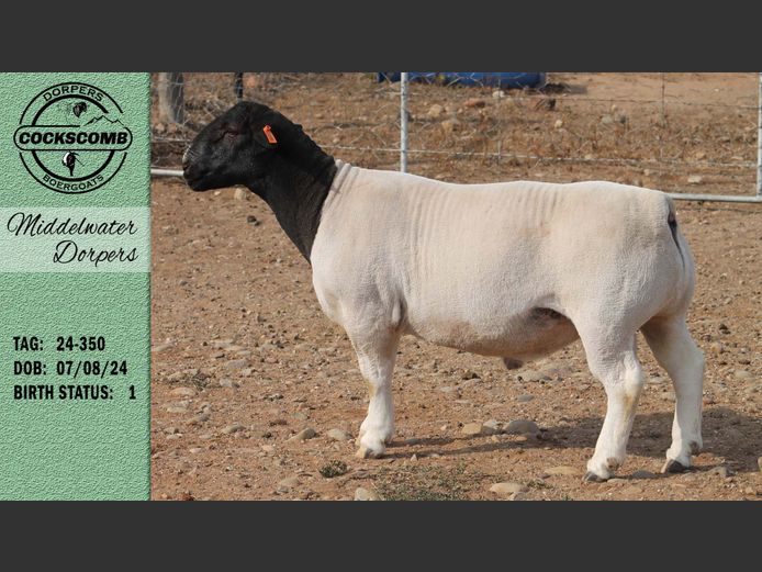 24-350 | Middelwater Dorpers