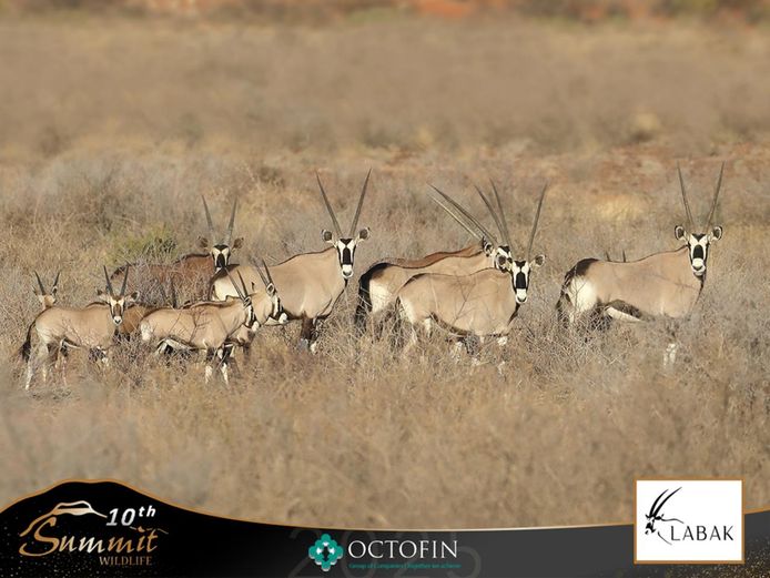 Red Split Oryx Cows running with 36" Red Bulls