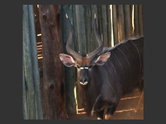 Nyala Bull | Kwandwe