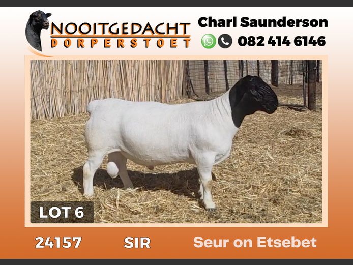 24157 | NOOITGEDACHT  DORPERS