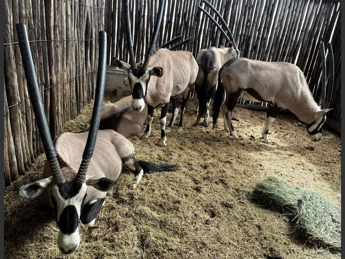 Gemsbok Jagbulle