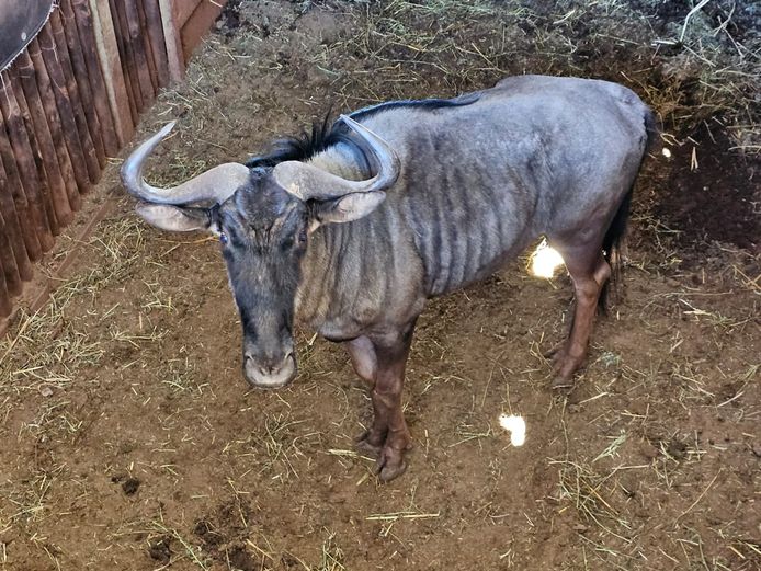 BLUE WILDEBEEST | NONYA