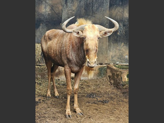 GOUE WILDEBEES | RDB SAFARIS