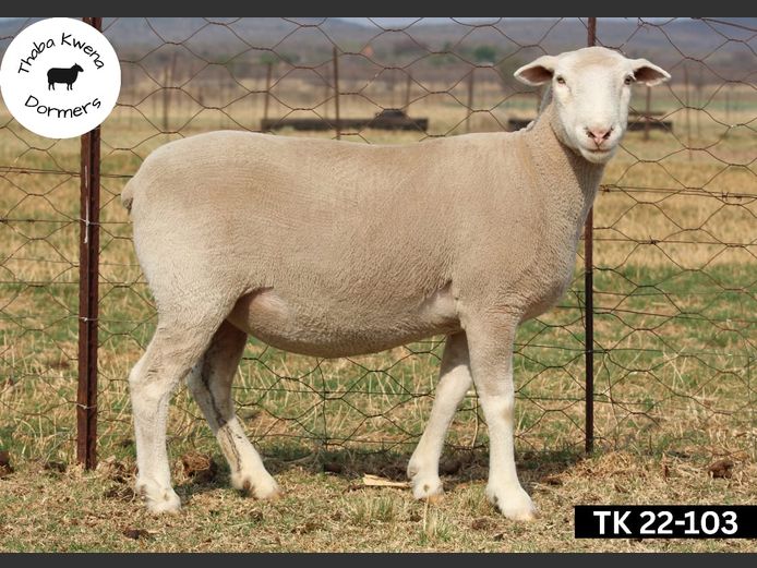 GH 230437 | THABA KWENA DORMERS