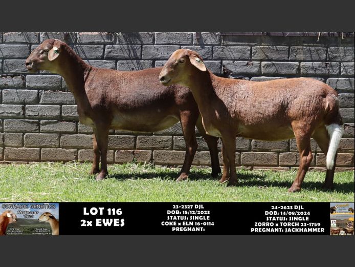 23-2327 DJL | 24-2623 DJL | DIRK LOUW