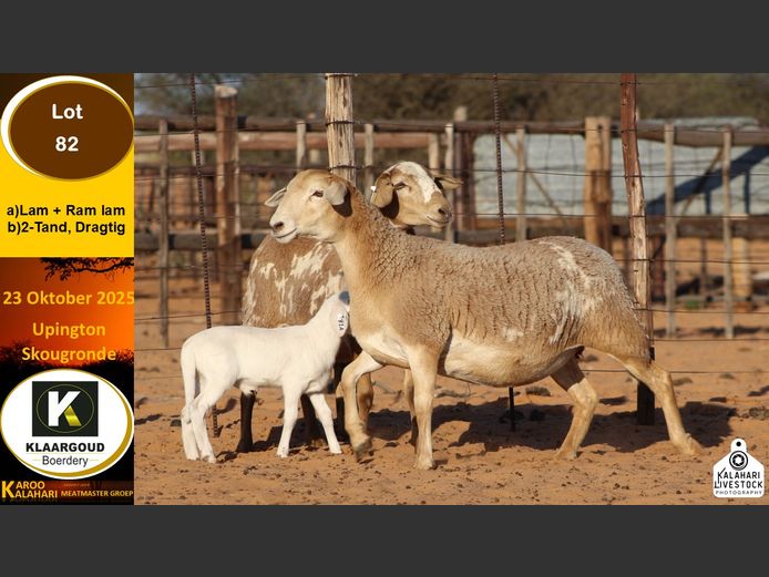 CP 82A | Chris Potgieter & Christia Scholtz - Klaargoud Boerdery