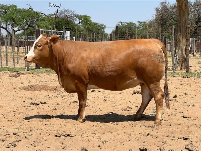 DM221748 | KAMAB SIMBRA