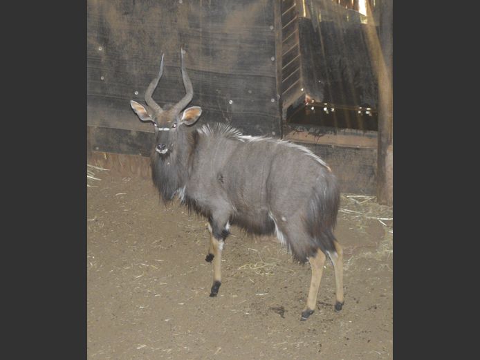 Njala | Raasblaar
