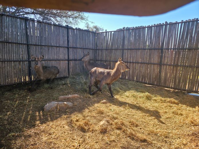 WATERBOK | HANLEY