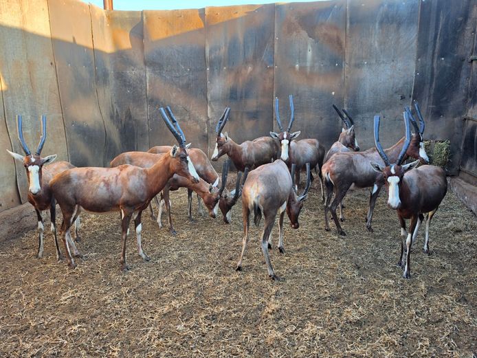 BLESBOK (no vat) | CJ VAN STADEN