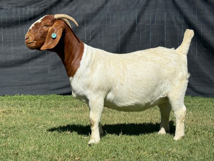 1298-2023-0285 | Kasten Boerbokstoet