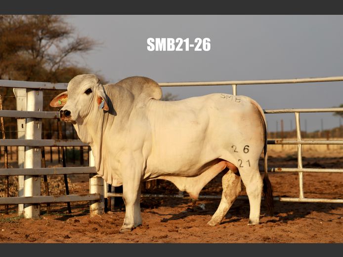 21-0026SMB | SIDNEY MARTIN BRAHMANS