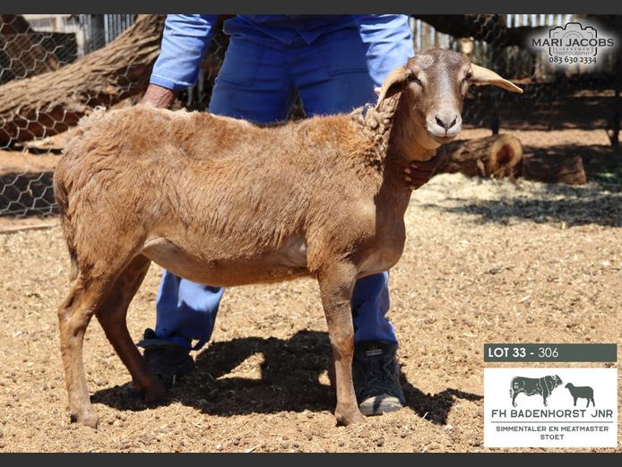 306 | FH Badenhorst JNR