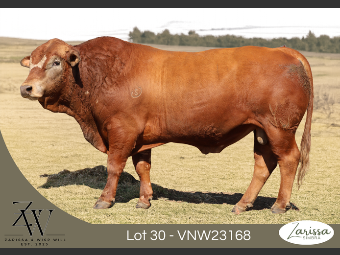 VNW23168 | ZARISSA