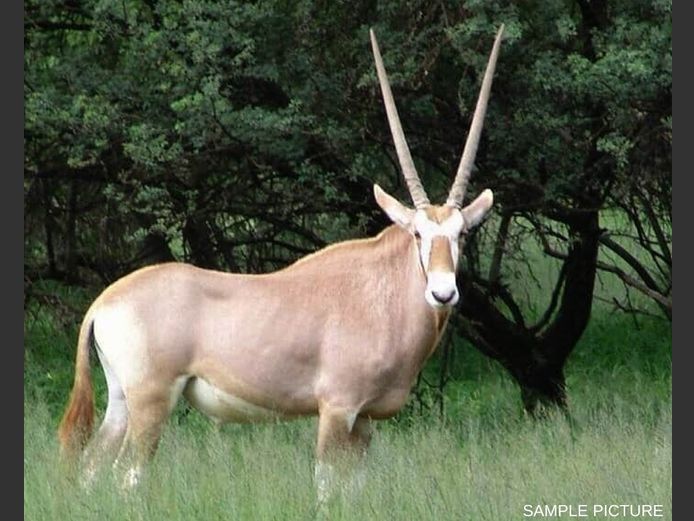 GOLDEN ORYX | GOLDEN GAME WILDLIFE