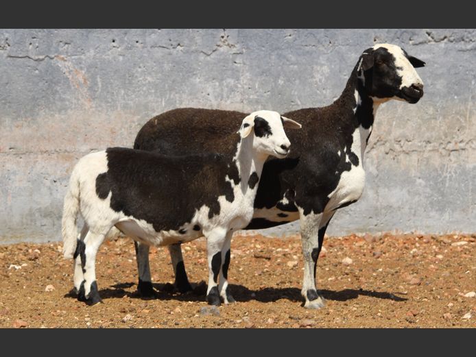 CRL 20.381 | Riaan Liebenberg - Hanri Meatmasters, Upington