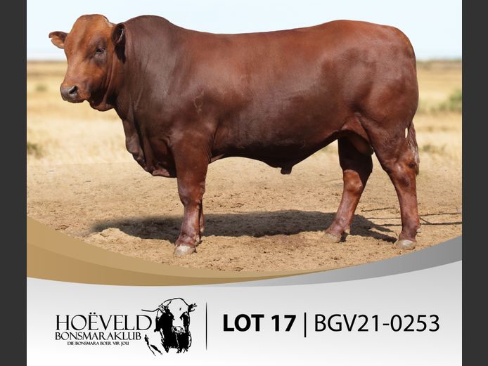 Vroulike Diere | Jannie Myburgh / Myburgh Boerdery
