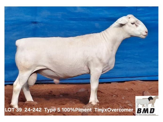 24-242 | BROER MARITZ DORPERS