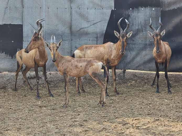 RED HARTEBEEST | HUGOMOD