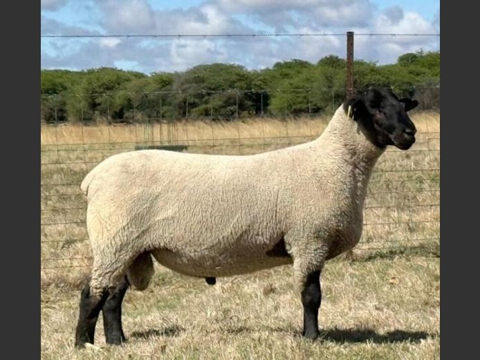 350250101 | GERT MALHERBE BRDY