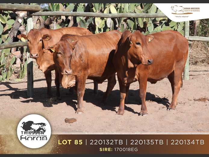 22-0132TB |  22-0134TB | THIESSEN BORAN