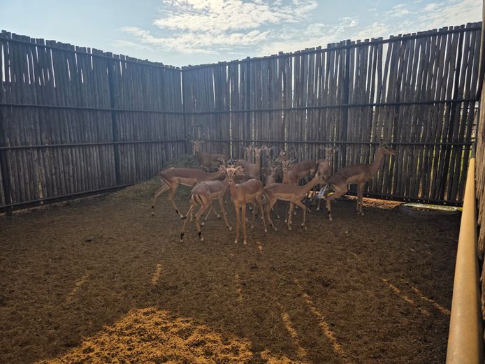 ROOIBOKKE | HANLEY 1