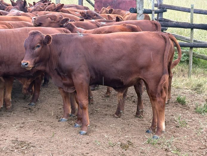 Intact Bull Calves | Bennet Farming