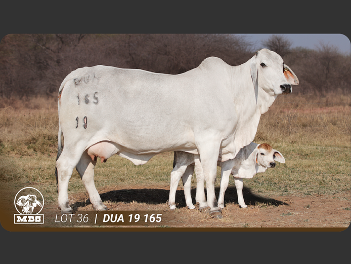 DUA19165 | MBS BRAHMANE