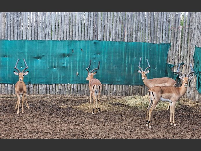 IMPALA | RIPICA TRUST