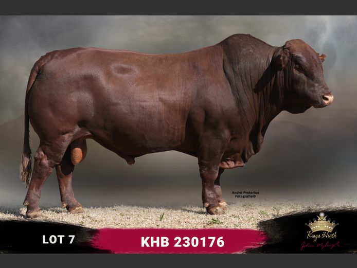 KHB 230176