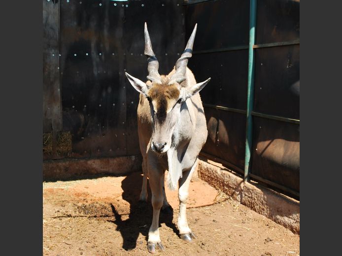 ELAND | MABALINGWE